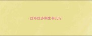 拉布拉多刚生有几斤