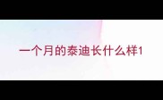 一个月的泰迪长什么样