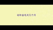 幼年金毛犬几个月