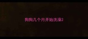 狗狗几个月开始洗澡