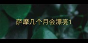 萨摩几个月会漂亮