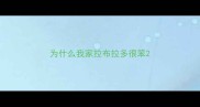 为什么我家拉布拉多很笨