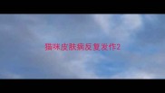 猫咪皮肤病反复发作