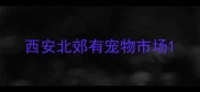 西安北郊有宠物市场