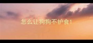 怎么让狗狗不护食