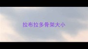 拉布拉多骨架大小