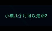 小猫几个月可以走路