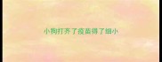 小狗打齐了疫苗得了细小