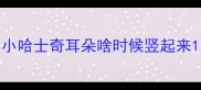 小哈士奇耳朵啥时候竖起来