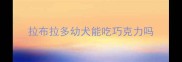 拉布拉多幼犬能吃巧克力吗