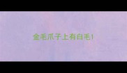 金毛爪子上有白毛