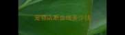 宠物店断血线多少钱