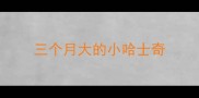 三个月大的小哈士奇