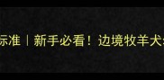 边牧三个月体重标准新手必看边境牧羊犬幼犬喂养全攻略