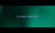 怎么帮助小狗进产道