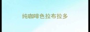纯咖啡色拉布拉多