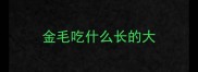 金毛吃什么长的大