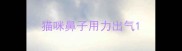 猫咪鼻子用力出气