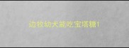 边牧幼犬能吃宝塔糖