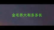 金毛养大有多多长