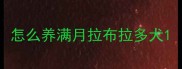 怎么养满月拉布拉多犬