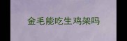 金毛能吃生鸡架吗
