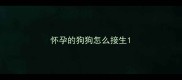 怀孕的狗狗怎么接生