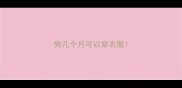 狗几个月可以穿衣服