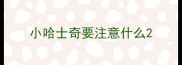 小哈士奇要注意什么