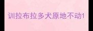 训拉布拉多犬原地不动