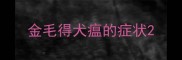 金毛得犬瘟的症状