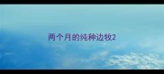 两个月的纯种边牧