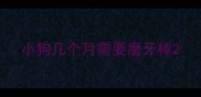小狗几个月需要磨牙棒