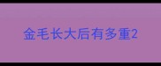金毛长大后有多重