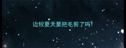 边牧夏天要把毛剪了吗