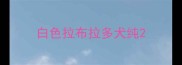 白色拉布拉多犬纯