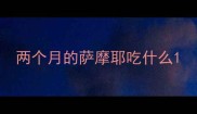 两个月的萨摩耶吃什么