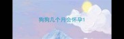 狗狗几个月会怀孕