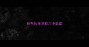 拉布拉多狗有几个乳房