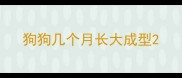 狗狗几个月长大成型