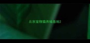 北京宠物猫养殖基地
