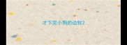 才下完小狗的边牧