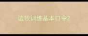 边牧训练基本口令