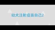 幼犬注射疫苗自己
