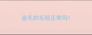 金毛的毛短正常吗