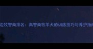 黄边牧智商排名高智商牧羊犬的训练技巧与养护指南