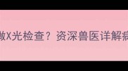 猫咪肚子胀气做X光检查资深兽医详解病因与护理指南
