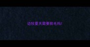 边牧夏天需要剪毛吗