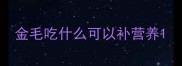 金毛吃什么可以补营养