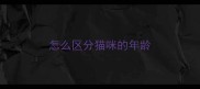 怎么区分猫咪的年龄